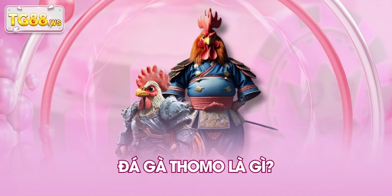 Đá gà Thomo là gì? Đá gà Thomo là gì?