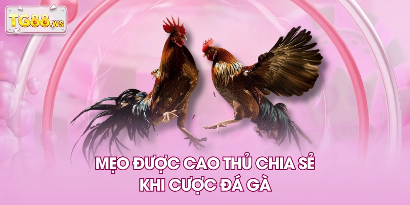 Mẹo được cao thủ chia sẻ khi cược đá gà Mẹo được cao thủ chia sẻ khi cược đá gà