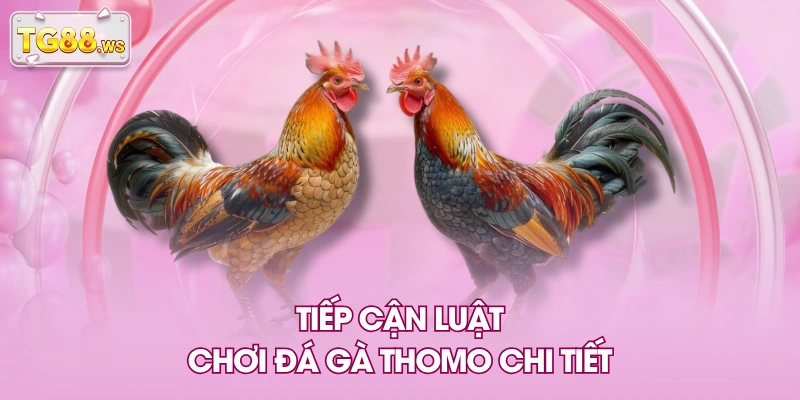 Tiếp cận luật chơi đá gà Thomo chi tiết Tiếp cận luật chơi đá gà Thomo chi tiết